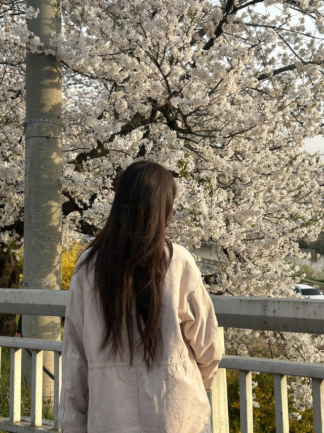 성안길에서 무심천 따라 걷는 힐링 산책길🌸🤍 부담없는 힐링 데이트코스