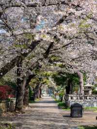 青山霊園の桜🌸 – 静かな春の風景