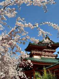 春天必去🌸平安神宮白天看櫻花、晚上賞夜燈  