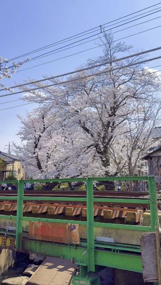 Chasing Cherry Blossoms in Shukugawara: A Kawasaki Gem!