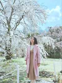 「想當一日京都人，結果當了一日賞櫻戰士。」