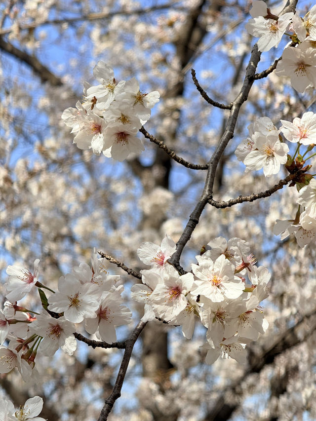 Thought I Missed the Cherry Blossoms… Turns Out, I’m the Lucky One