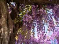 When Wisteria Whispers: Ito’s Hidden Spring Gem