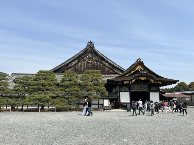 다양한 종류의 벚꽃🌸을 보고 싶다면 무조건 니조성 🏯 元離宮二条城