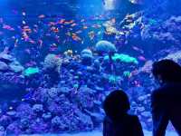 A Magical Day at S.E.A. Aquarium Singapore – Perfect for Kids and Families!