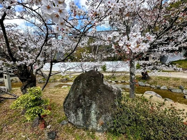 京都最古老的公園賞櫻---圓山公園，祇園枝垂櫻
