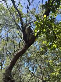 野生のコアラに遭遇🐨❤️✨