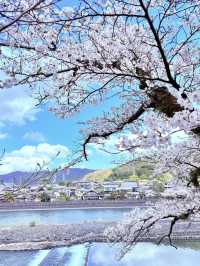 🌸 Springtime Serenity in Uji, Kyoto – Like Walking into a Manga Scene