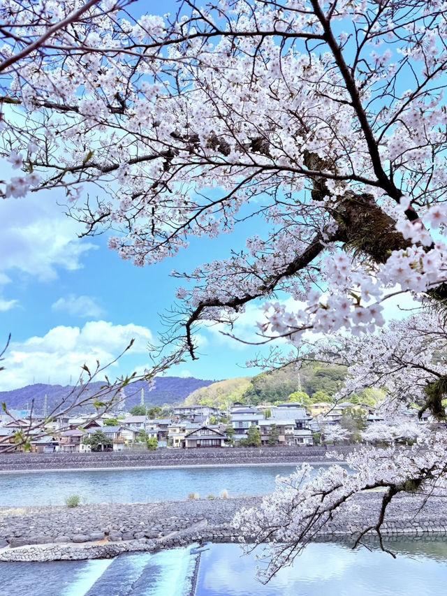 🌸 Springtime Serenity in Uji, Kyoto – Like Walking into a Manga Scene