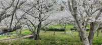 熊本県 立岡自然公園 ベストシーズンに来れたけれど．．．