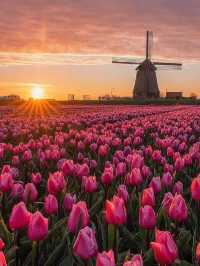 Tulip Farming