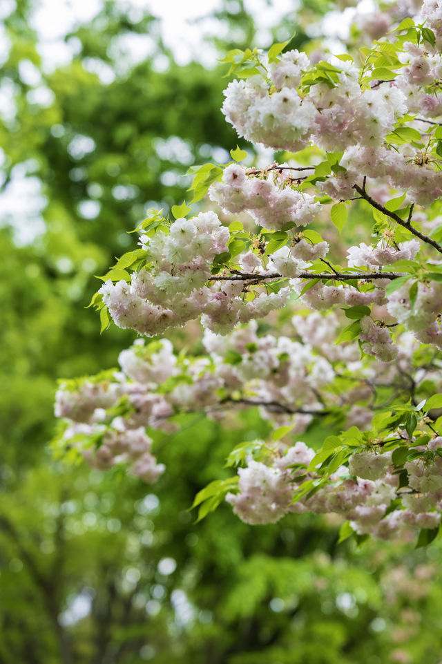 Experience with Nemophila and Double Cherry Blossoms at Showakinen Park, Tachikawa
