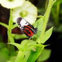 Butterfly Garden, Dubai