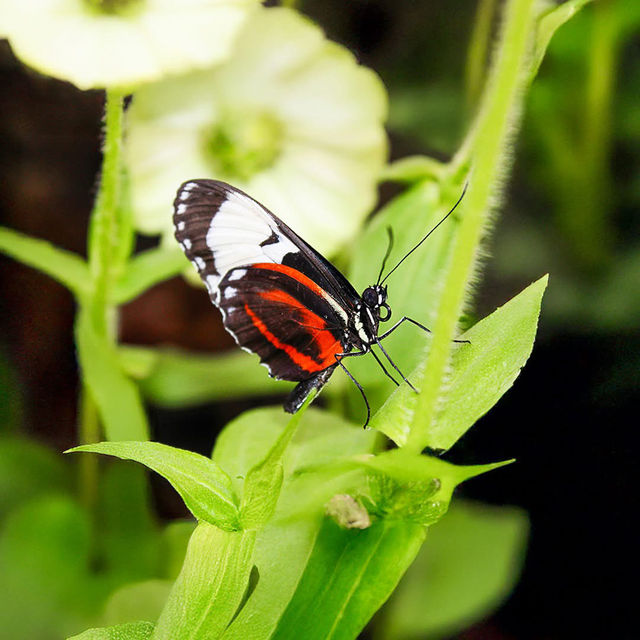 Butterfly Garden, Dubai