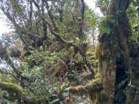 Cameron Highlands trek