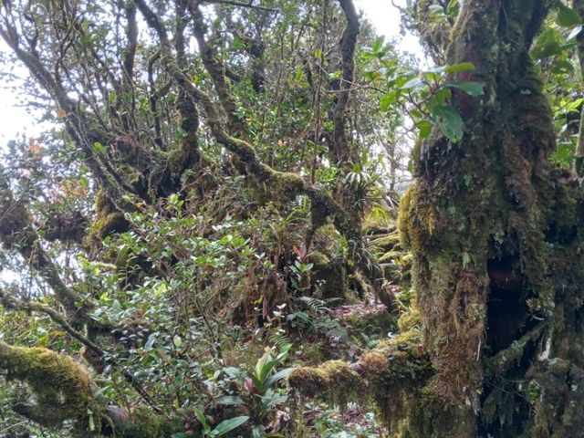 Cameron Highlands trek