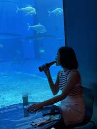  Okinawa Churaumi Aquarium 