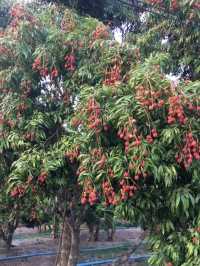 สวนลิ้นจี่200ปี (พันธุ์ค่อม)