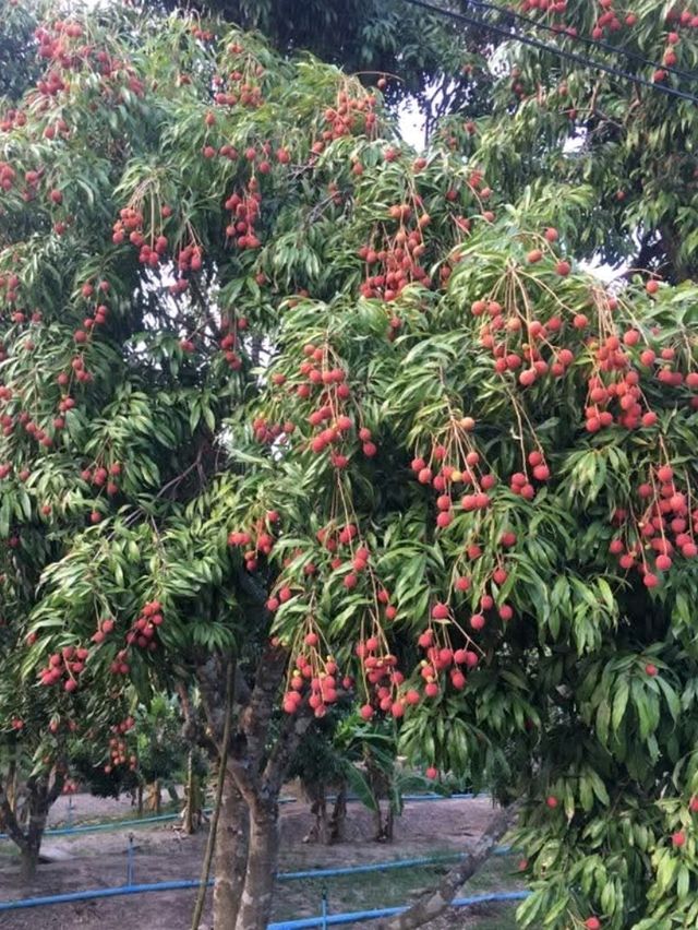 สวนลิ้นจี่200ปี (พันธุ์ค่อม)