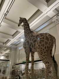 澳洲悉尼市區好去處｜Australian Museum親子必參觀🦖