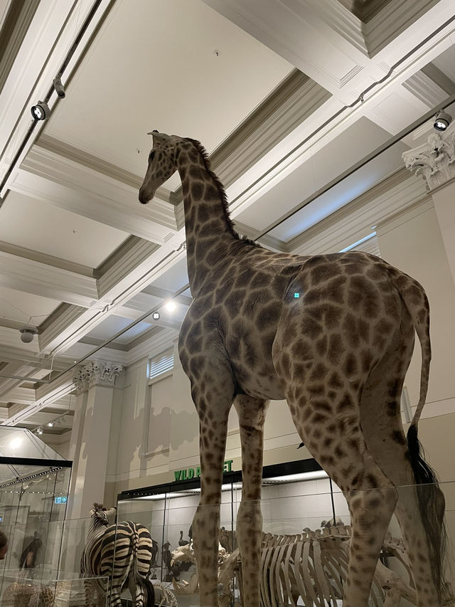 澳洲悉尼市區好去處｜Australian Museum親子必參觀🦖