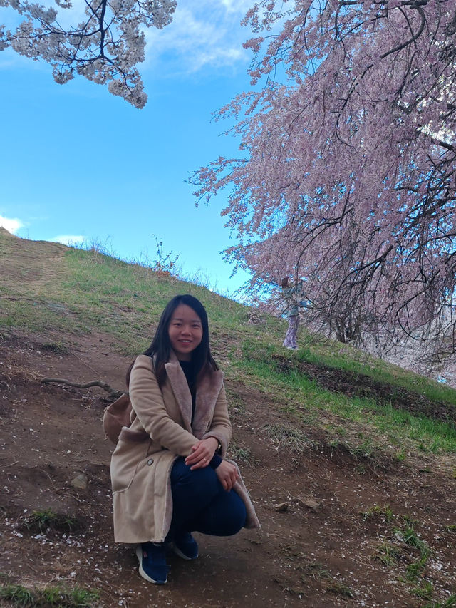 Sakura in Spring — Season of New Beginnings 