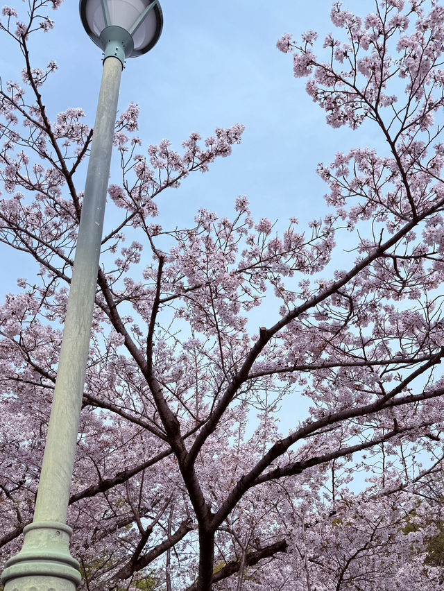 Tennoji Park: Serene Morning Jog Amongst Hints of #aprilblooms 🏃‍♀️🌸