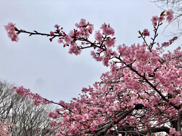 河津櫻 @ 代代木公園