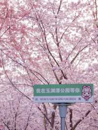 Blossoms by the Lake: Yuyuantan Park’s Springtime Spectacle