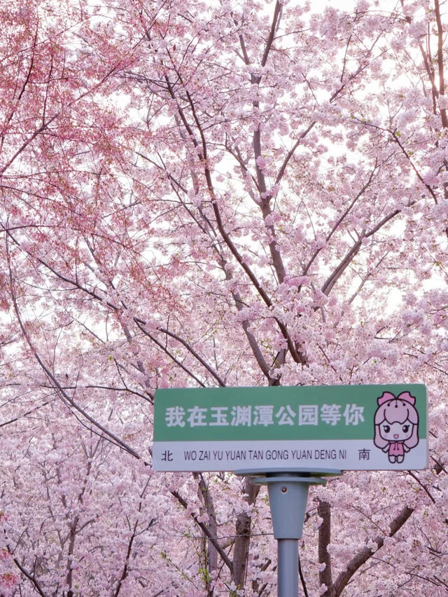 Blossoms by the Lake: Yuyuantan Park’s Springtime Spectacle