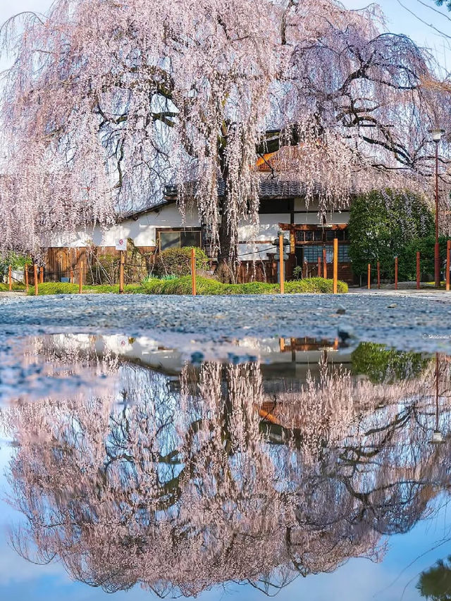 Honmanji Temple’s Timeless Sakura