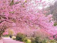 Wuling Farm Cherry Blossoms: Taiwan’s Most Breathtaking Floral Wonderland