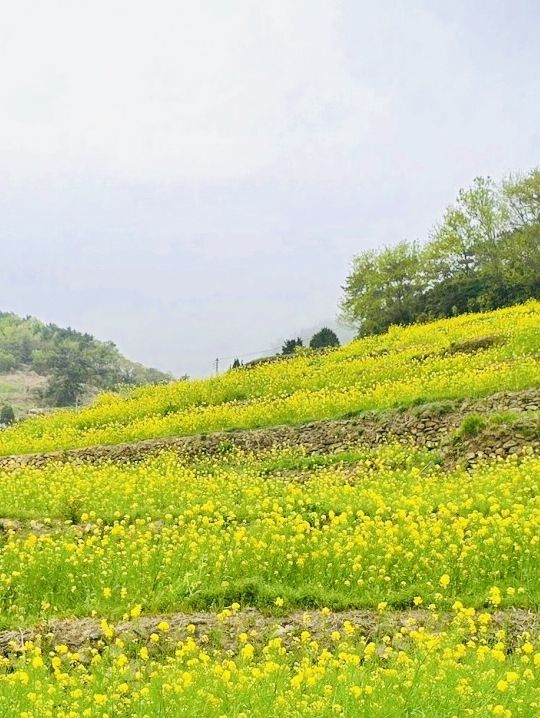Nature's Staircase: A Journey Through Darangyi's Rice Terraces 