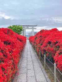 Late April Blossom Alert 🌺: Nagaoka Tenmangu × Kirishima Azaleas