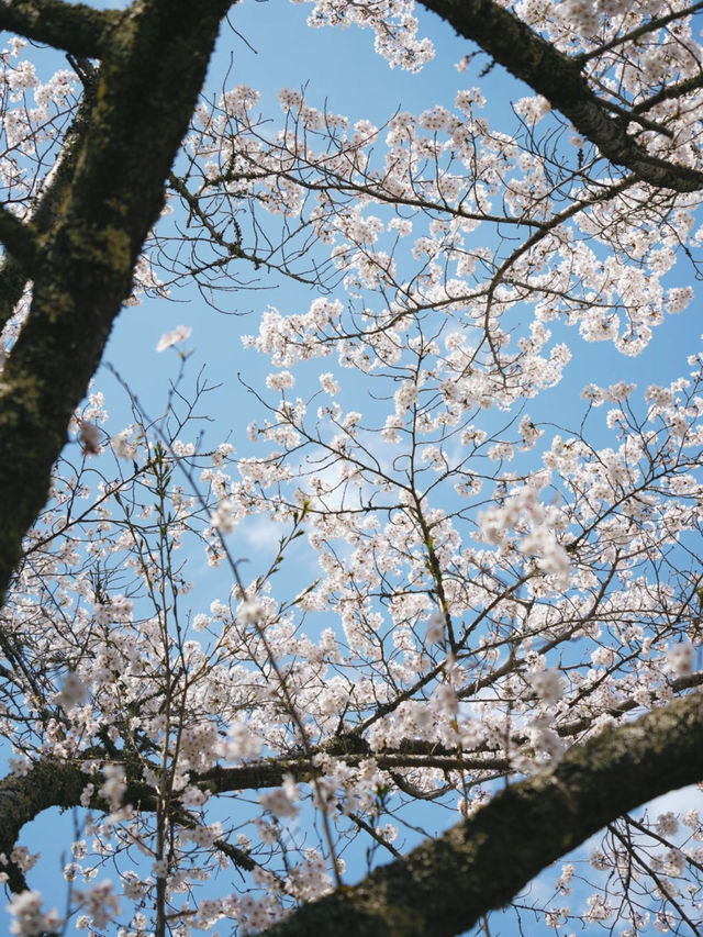 A Visit to Daigo-ji Temple: The Ultimate Cherry Blossom Experience in Japan 🌸