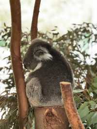 The cuddly koalas in Perth