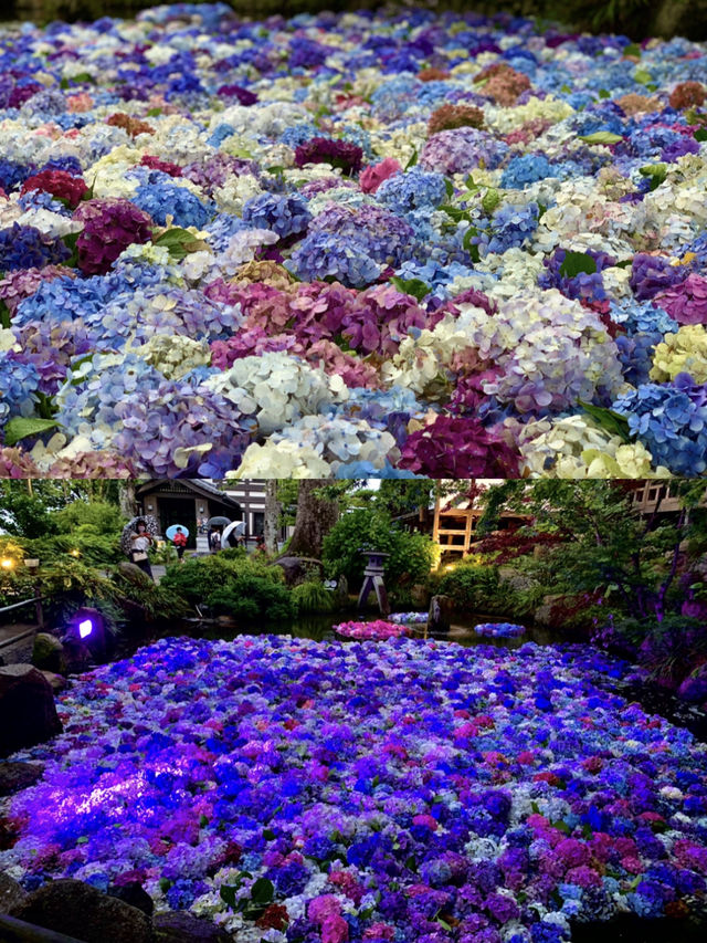 【栃木】紫陽花と孔雀、池に浮かぶ紫陽花 ライトアップも・・