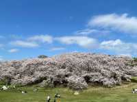 Negishi Forest Park in Cherry Blossom Season: A Hidden Gem in Yokohama