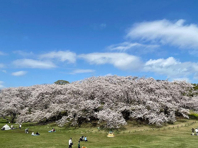 Negishi Forest Park in Cherry Blossom Season: A Hidden Gem in Yokohama