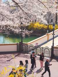 HỒ SEOKCHON | MÙA ANH ĐÀO NỞ 