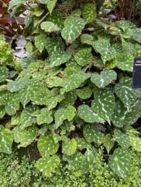 深圳仙湖植物園陰生園有藝術品？！但陰生園在那兒？