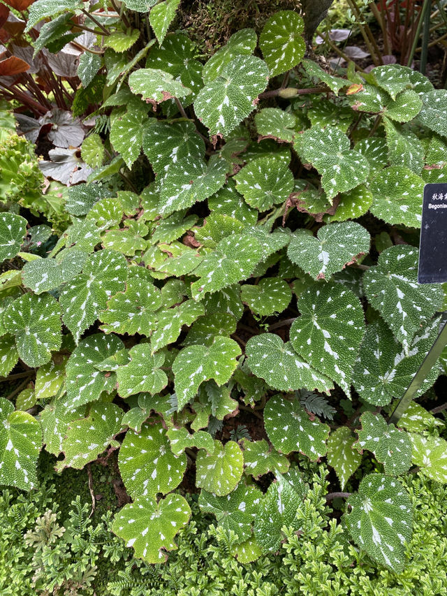 深圳仙湖植物園陰生園有藝術品？！但陰生園在那兒？