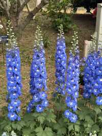 足利フラワーパーク🌼四季折々の絶景が楽しめる癒しスポット🪻💐