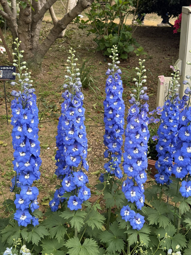 足利フラワーパーク🌼四季折々の絶景が楽しめる癒しスポット🪻💐