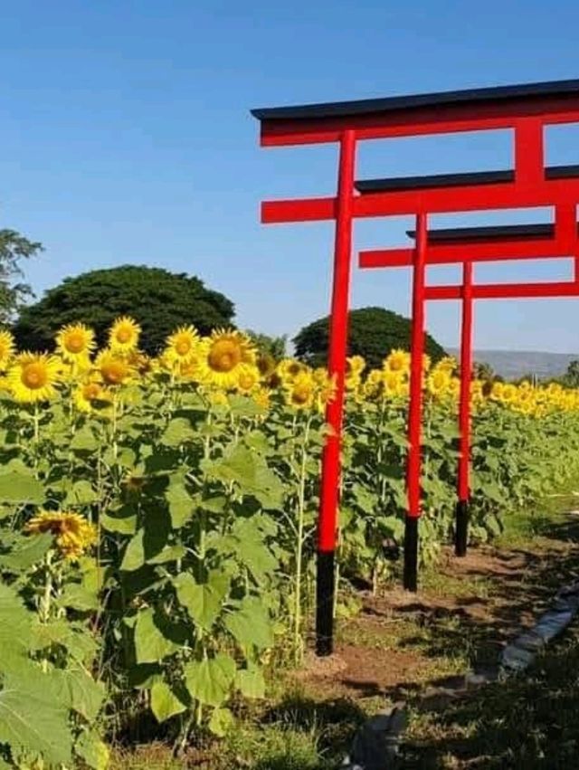 ทุ่งทานตะวัน🌻🌻🌻 อ.วังทอง ของดีที่มีปีละครั้ง