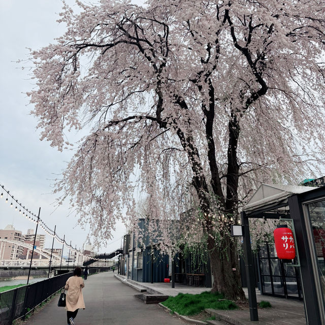 Sakura and Mt. Iwate: A Scenic view