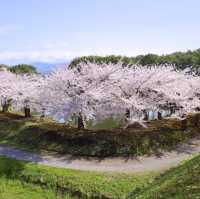Goryokaku: A Star-Shaped Fortress Wrapped in Sakura