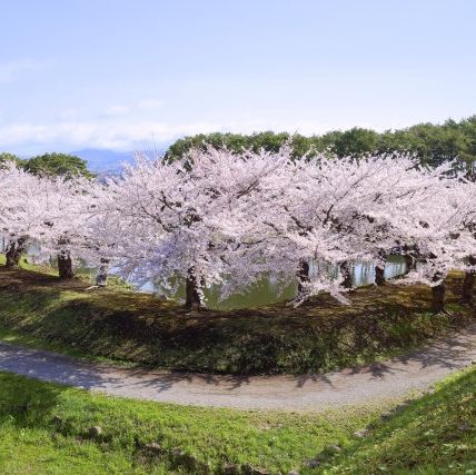 Goryokaku: A Star-Shaped Fortress Wrapped in Sakura