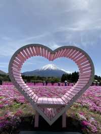 芝櫻