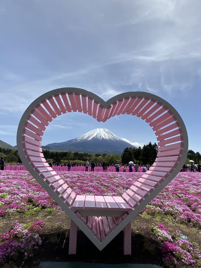 芝櫻
